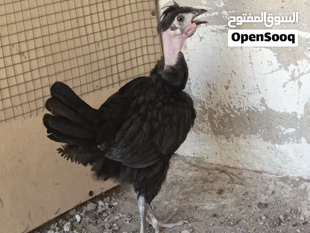 فروجه ام ركيبه عمرها 3 اشهر صحه  فول