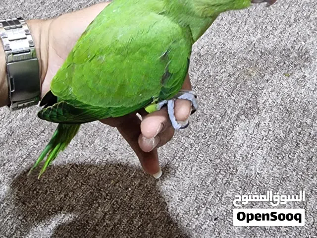 فرخ دره تبزيري