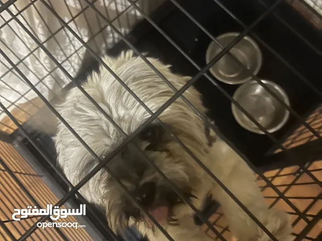كلب مالتيز عمره 8 اشهر
