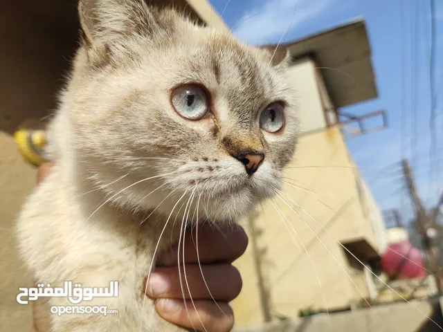 انثى شيرازي عمر 7 اشهر تقريبا جاهزة للتزاوج بصحة جيدة