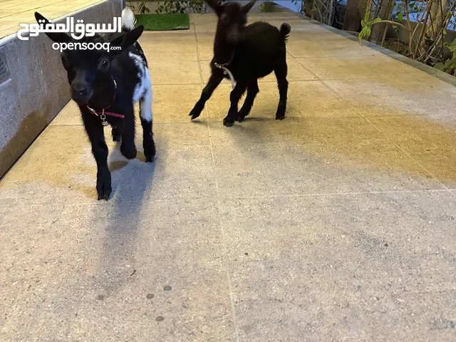 ماعز القزم بلجيكي ذكر وأنثى لعوبات ويرضعن بل رضاعه العمر أربعين يوم