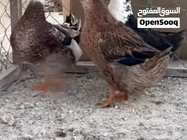 جـوز بط ذكر. واناثي 2 شغلات بصلاة ع نبي