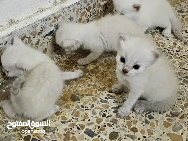semasi cat