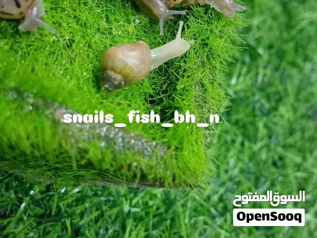 حلزونات افريقية مميزة