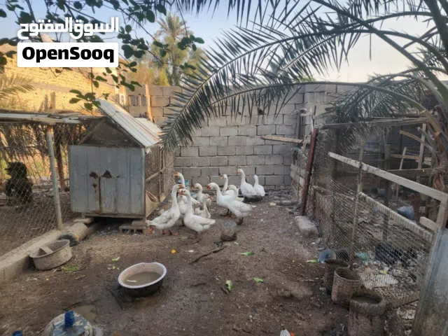 بط صيني للبيع