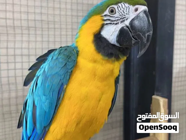 Macaw parrots