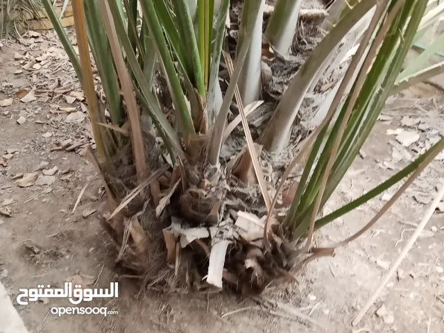 فروخ برحي فسائل برحي حر قديم اصلي ............... ......ر... ... .. .................. ..........