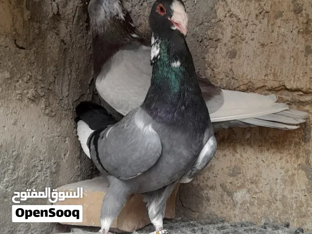 حمام بلق ومساويد وقرنفلي ورياحنه