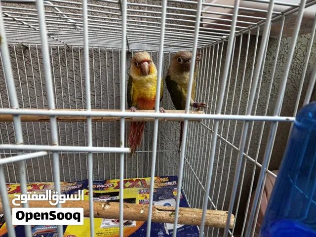 Pineapple Green-Cheek Conure Pair with DNA Report