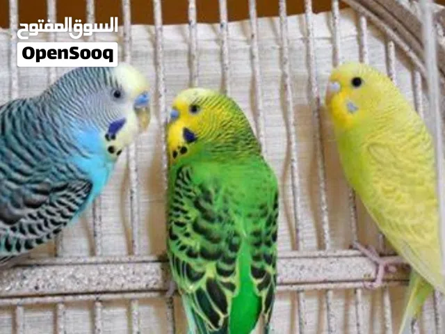 طير البادجي همستر