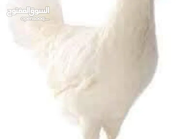 جاج بياض مزارع فتح جديد