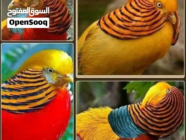 متوفر للبيع جواز فزنت نمري وليدي واحمر واصفر وطقم شنار ابيض وفقاسة