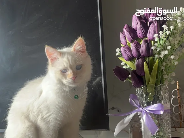 قط همالايا اورانج عمر 6 شهور