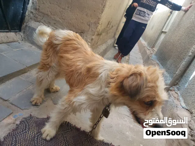 كلب امريكي مجمرك مرقم وكاله ابن كلب مۅدب محترم يشهد له التاريخ
