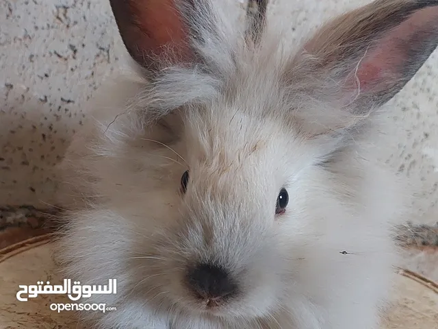 مجموعتين من الارانب مجموعه هجين ومجموعه ليون هيد للبيع صحة ونظافة