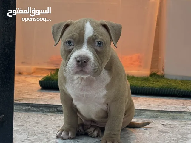 ذكر أمريكان بولي مستوى قوي