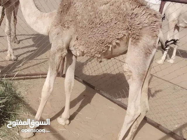 قعود عمره 9 شهور للبيع