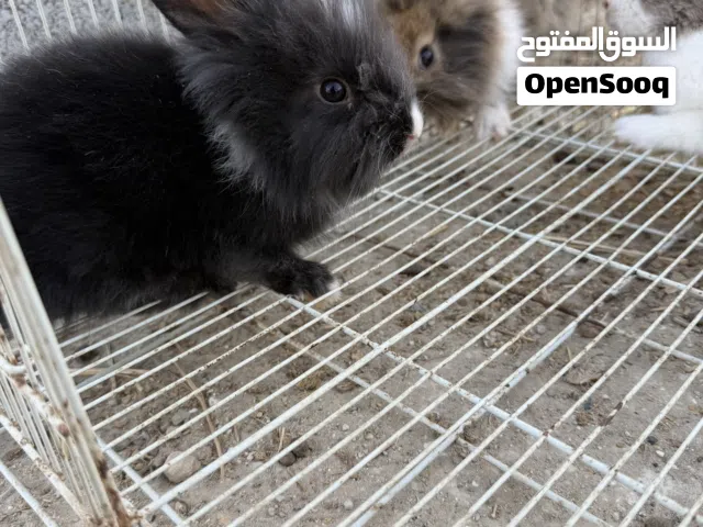 للبيع جمله او مفرد العدد 7 ارانب هولندي
