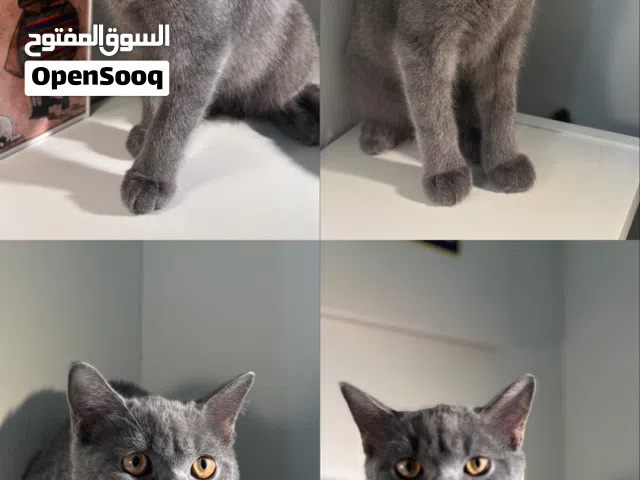بيع قطط برتش بيور وسكوتش ستريت بيور العمر 6شهور