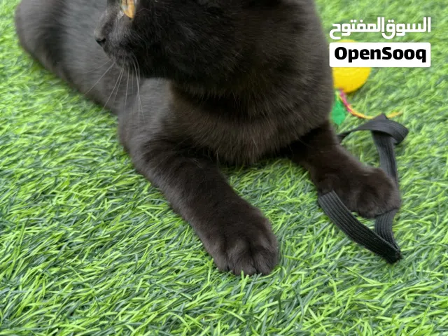 كتين مكس بريتش ذكور