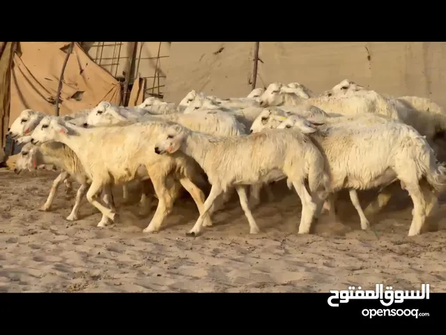 خرفان حري اضاحي