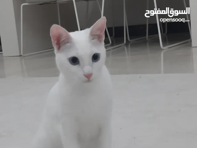 قطة بيضاء نوع Turkish angora  لون العيون ازرق  التطعيمات كاملة مع جواز سفر