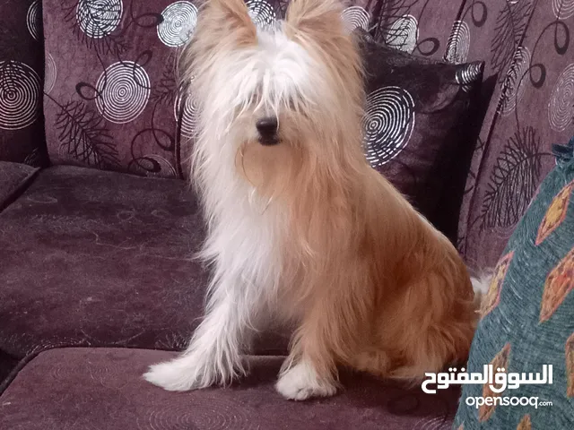 متاح كلب العمر سنة وشهر