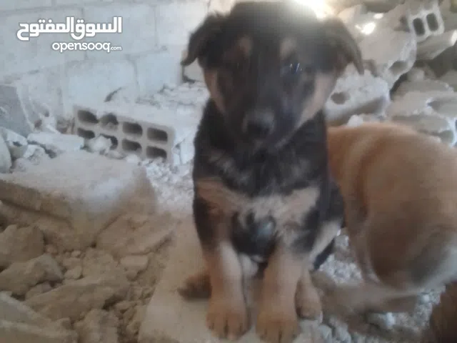 جراوة جيرمن مهجن