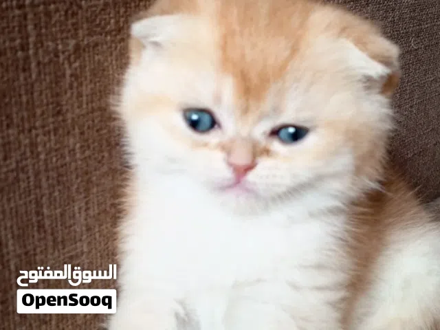 كتن للبيع  مع انثى منتجة