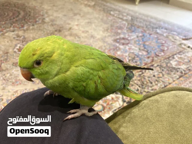 للبيع متوة