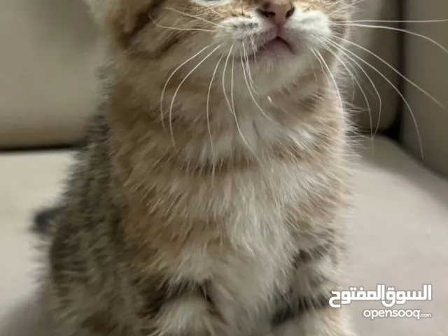 للبيع قطط سكوتش فولد و ستريت For Sale: Scottish Fold & Street Cats