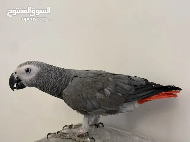 ببغاء زنجباري مروض