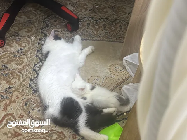 Himalayan Persian cat