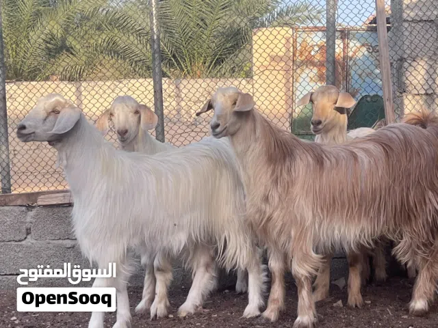 جدايه ماشاءالله حوالي