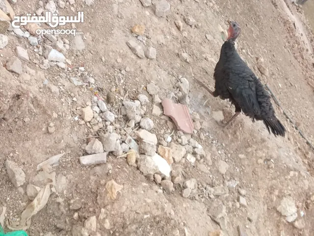 حبشه بلديه بدها ترقد وأنثى أرنب معها ست فراخ عمرشهر