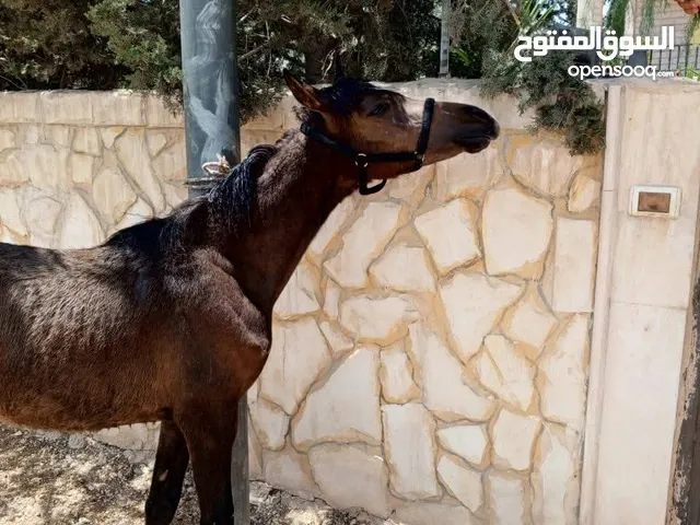 مهره عربيه بدون ورق