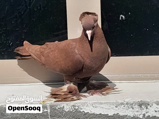 متاح زوج رواعب بزارات