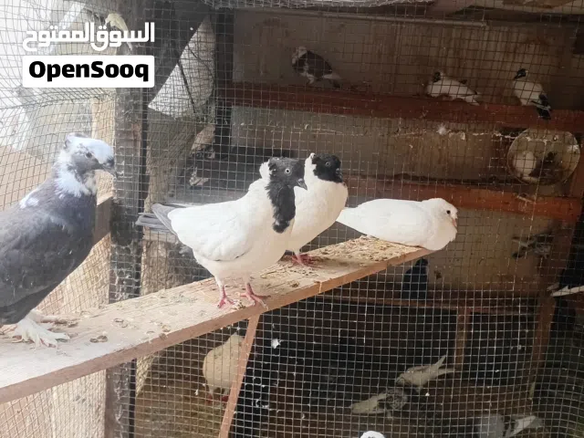 بوزيان خوت العش