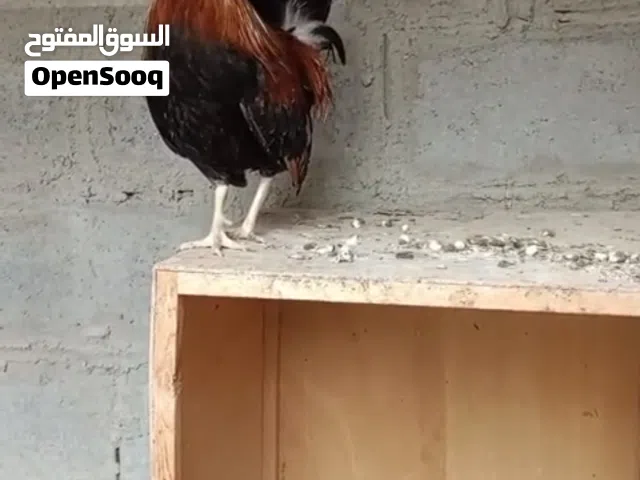 اسلام عليكم عندي ديج جمسي كوتي افرق خط الأول العمر8تشهر
