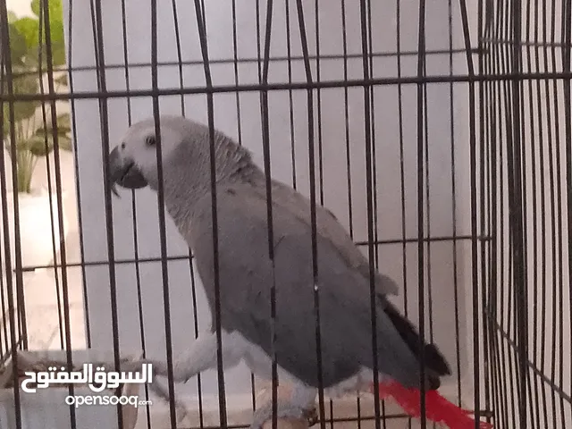 السلام عليكم ببغاء زنجباري