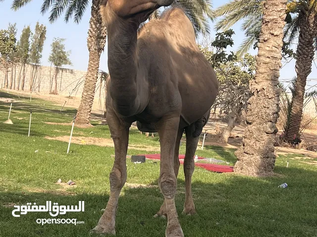 يوجد 6 نقات للبيع