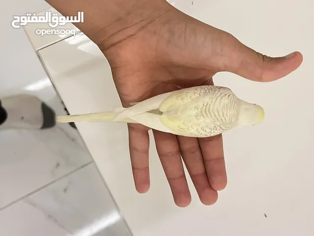 فروخ بادجي