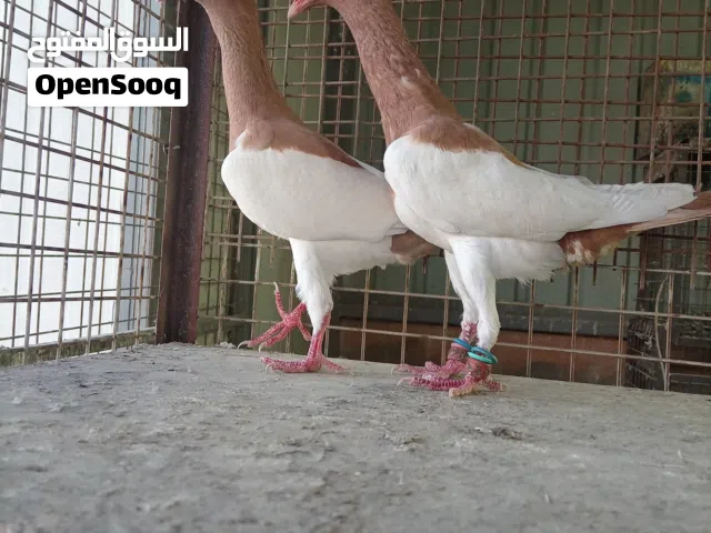 مكابي صفر نخب