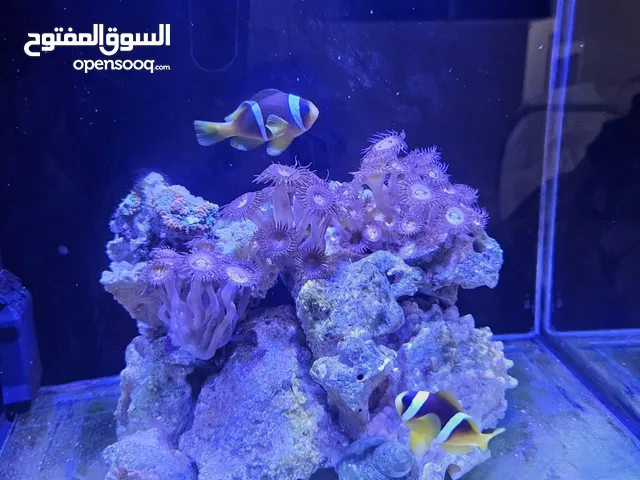 سمك بحري ومرجان طبيعي