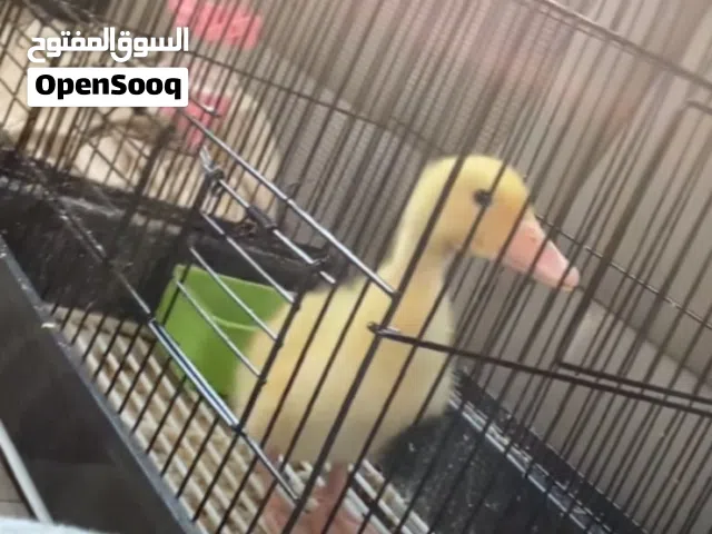 بط بكيني مع قفصه واكله