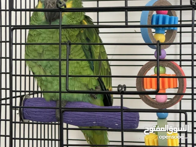 بغبغاء امازوني بلوفرونتد