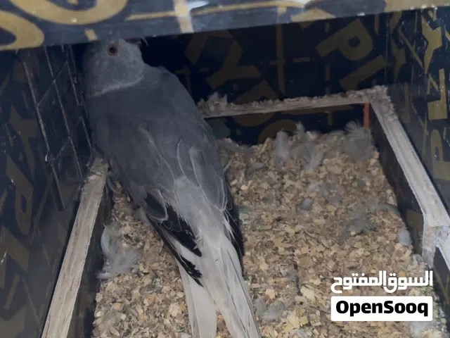 طيور دره للبيع