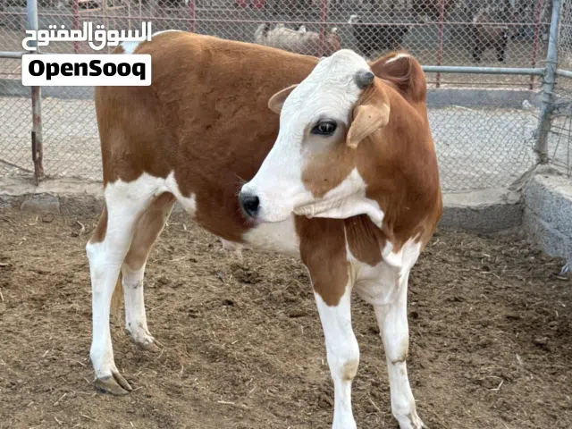 ثيران عمانية فول لحم تربيه خاصة وطعام نظيف