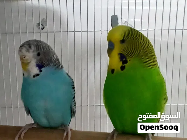 عصافيى بادجي