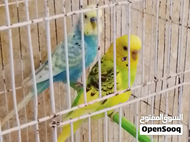 كوبيه باقلينو